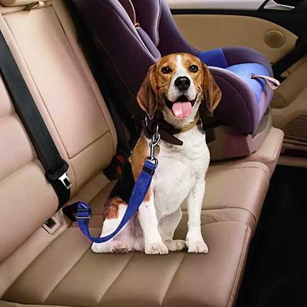 Caninex - sigurnosni pojas za pse - pas zavezan u vožnji automobilom